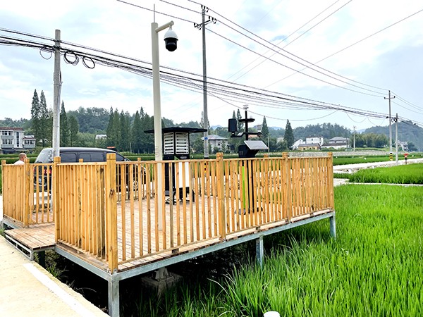 浙江臨安：竹林變稻田，農(nóng)戶喜開顏