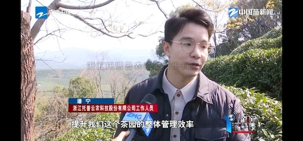 春茶開采正當時！揭秘托普云農(nóng)如何用科技“制”出一杯數(shù)字好茶