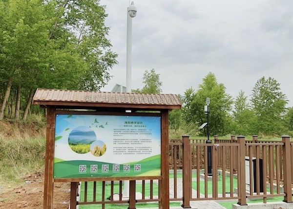 走進國家級油菜夏繁基地，感受科技賦能蓬勃動力